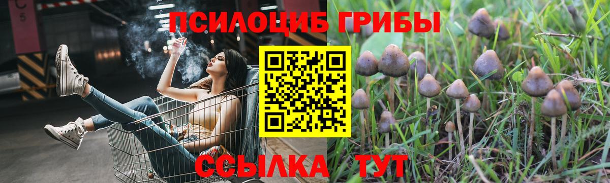 Псилоцибиновые грибы Psilocybine cubensis Тюмень